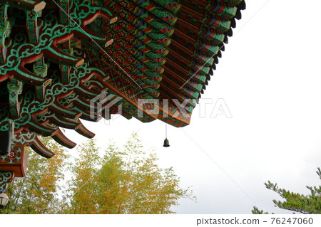 濟州島, 佛教, 寺廟, 觀音寺, 天華寺, 觀佛寺, 佛像, 釋迦牟尼, 櫻花, 春天, 蓮花燈, 韓屋, 釋迦牟尼誕辰 76247060