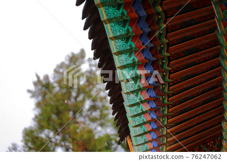 Jeju, Buddhism, temple, Gwaneumsa, Cheonwasa, Guamgulsa, Buddha statue, Sakyamuni, cherry blossoms, spring, lanterns, Hanok, Sakyamuni's birthday 76247062