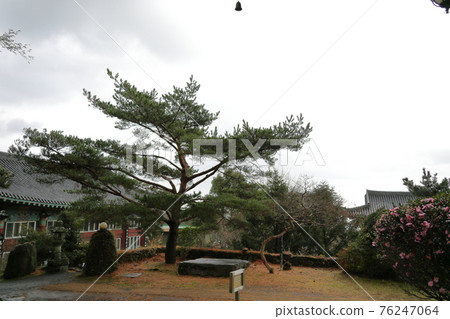 濟州島, 佛教, 寺廟, 觀音寺, 天華寺, 觀佛寺, 佛像, 釋迦牟尼, 櫻花, 春天, 蓮花燈, 韓屋, 釋迦牟尼誕辰 76247064