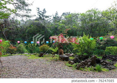 Jeju, Buddhism, temple, Gwaneumsa, Cheonwasa, Guamgulsa, Buddha statue, Sakyamuni, cherry blossoms, spring, lanterns, Hanok, Sakyamuni's birthday Jeju, Buddhism, temple, Gwaneumsa, Cheonwasa, Guamgulsa, Buddha statue, Sakyamuni, cherry blossoms, spring, lanterns, Hanok, Sakyamuni's birthday 76247085