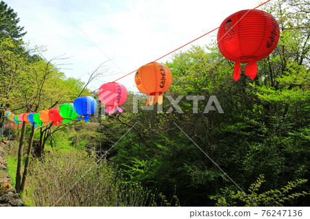 Jeju, Buddhism, temple, Gwaneumsa, Seondeoksa, Beopseongsa, Beophwasa, Seonlimsa, cherry blossoms, spring flowers, spring, lanterns, Hanok, Buddha's birthday 76247136