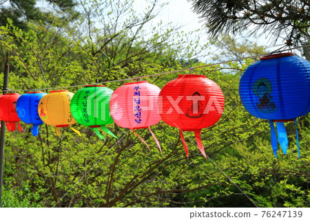 Jeju, Buddhism, temple, Gwaneumsa, Seondeoksa, Beopseongsa, Beophwasa, Seonlimsa, cherry blossoms, spring flowers, spring, lanterns, Hanok, Buddha's birthday Jeju, Buddhism, temple, Gwaneumsa, Seondeoksa, Beopseongsa, Beophwasa, Seonlimsa, cherry blossoms, spring flowers, spring, lanterns, Hanok, Buddha's birthday 76247139