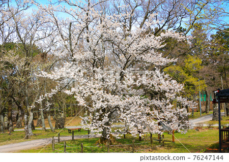 Jeju, Buddhism, temple, Gwaneumsa, Seondeoksa, Beopseongsa, Beophwasa, Seonlimsa, cherry blossoms, spring flowers, spring, lanterns, Hanok, Buddha's birthday 76247144