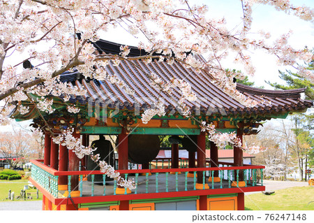 Jeju, Buddhism, temple, Gwaneumsa, Seondeoksa, Beopseongsa, Beophwasa, Seonlimsa, cherry blossoms, spring flowers, spring, lanterns, Hanok, Buddha's birthday Jeju, Buddhism, temple, Gwaneumsa, Seondeoksa, Beopseongsa, Beophwasa, Seonlimsa, cherry blossoms, spring flowers, spring, lanterns, Hanok, Buddha's birthday 76247148