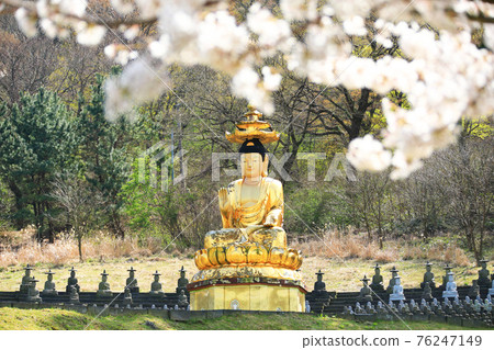 Jeju, Buddhism, temple, Gwaneumsa, Seondeoksa, Beopseongsa, Beophwasa, Seonlimsa, cherry blossoms, spring flowers, spring, lanterns, Hanok, Buddha's birthday Jeju, Buddhism, temple, Gwaneumsa, Seondeoksa, Beopseongsa, Beophwasa, Seonlimsa, cherry blossoms, spring flowers, spring, lanterns, Hanok, Buddha's birthday 76247149