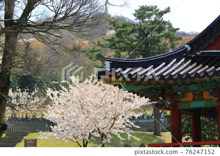 濟州島, 佛教, 寺廟, 觀音寺, 善德寺, 法聖寺, 法華寺, 仙林寺, 櫻花, 春天的花朵, 春天, 蓮花燈, 韓屋, 佛誕 76247152