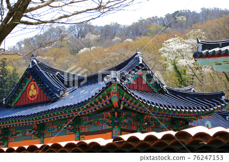 Jeju, Buddhism, temple, Gwaneumsa, Seondeoksa, Beopseongsa, Beophwasa, Seonlimsa, cherry blossoms, spring flowers, spring, lanterns, Hanok, Buddha's birthday Jeju, Buddhism, temple, Gwaneumsa, Seondeoksa, Beopseongsa, Beophwasa, Seonlimsa, cherry blossoms, spring flowers, spring, lanterns, Hanok, Buddha's birthday 76247153