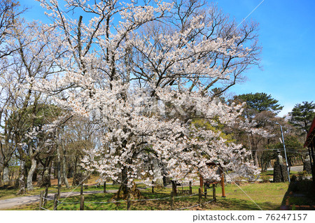 Jeju, Buddhism, temple, Gwaneumsa, Seondeoksa, Beopseongsa, Beophwasa, Seonlimsa, cherry blossoms, spring flowers, spring, lanterns, Hanok, Buddha's birthday Jeju, Buddhism, temple, Gwaneumsa, Seondeoksa, Beopseongsa, Beophwasa, Seonlimsa, cherry blossoms, spring flowers, spring, lanterns, Hanok, Buddha's birthday 76247157