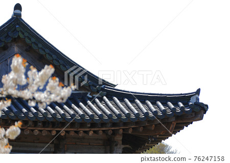 Jeju, Buddhism, temple, Gwaneumsa, Seondeoksa, Beopseongsa, Beophwasa, Seonlimsa, cherry blossoms, spring flowers, spring, lanterns, Hanok, Buddha's birthday Jeju, Buddhism, temple, Gwaneumsa, Seondeoksa, Beopseongsa, Beophwasa, Seonlimsa, cherry blossoms, spring flowers, spring, lanterns, Hanok, Buddha's birthday 76247158