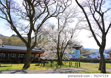 Jeju, Buddhism, temple, Gwaneumsa, Seondeoksa, Beopseongsa, Beophwasa, Seonlimsa, cherry blossoms, spring flowers, spring, lanterns, Hanok, Buddha's birthday 76247159