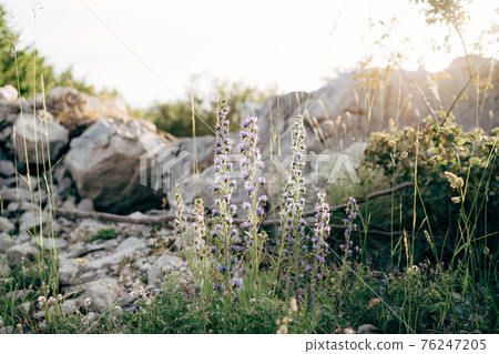 Common bruise or Echium vulgare in a field among grass and large stones. Common bruise or Echium vulgare in a field among grass and large stones. 76247205