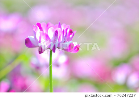 Lotus flower 76247227