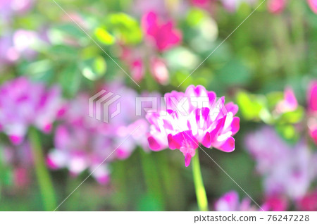 Lotus flower Lotus flower 76247228