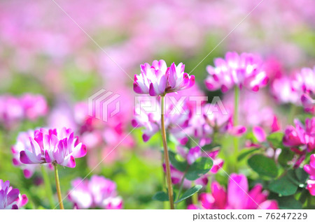 Lotus flower Lotus flower 76247229