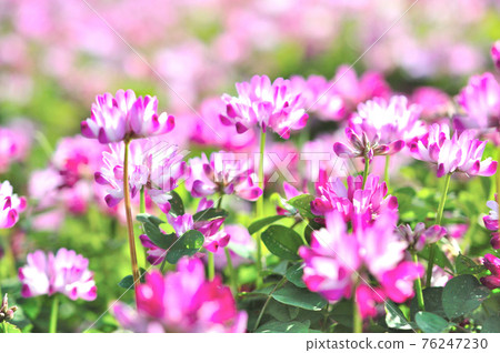 Lotus flower Lotus flower 76247230