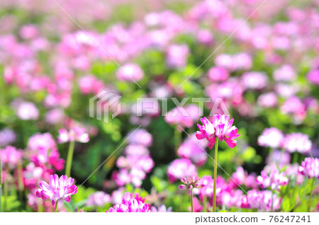 Lotus flower 76247241