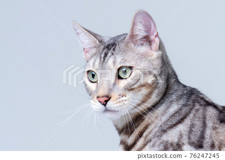 Silver Bengal Cat in studio Silver Bengal Cat in studio 76247245