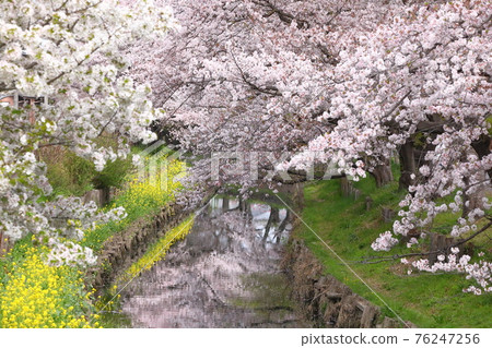 埼玉縣川越市新石川沿岸的櫻花 76247256