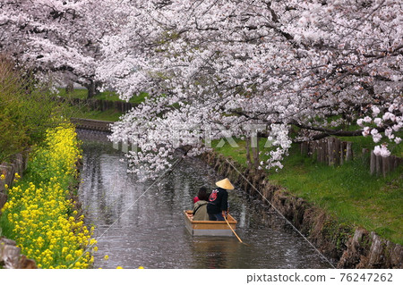 埼玉縣川越市新石川沿岸的櫻花 76247262