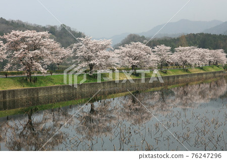 Sakura in Hiranozawa Pond Sakura in Hiranozawa Pond 76247296