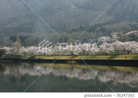 平澤池塘的櫻花 76247301