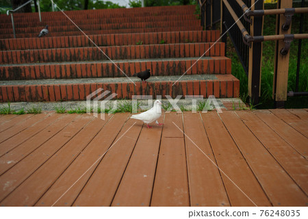 Walking white pigeon 76248035
