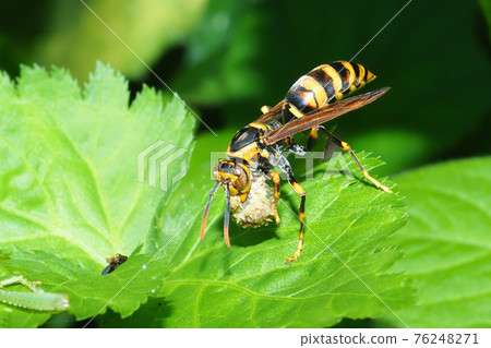 Polistes rothney sucks meatballs 76248271