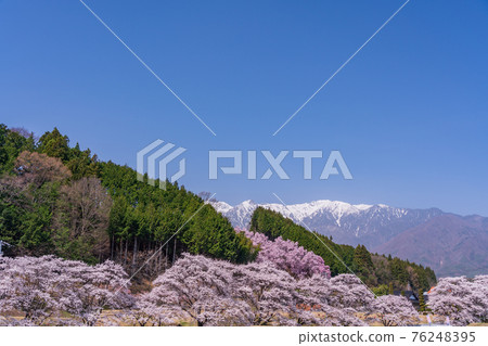 (Nagano) Roadside Station Tagiri no Sato Sakura and the Alps (Nagano) Roadside Station Tagiri no Sato Sakura and the Alps 76248395