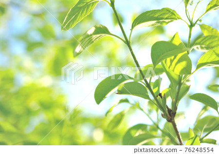 新鮮的綠色年輕葉子 76248554