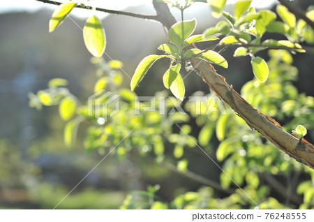 新鮮的綠色年輕葉子 新鮮的綠色年輕葉子 76248555