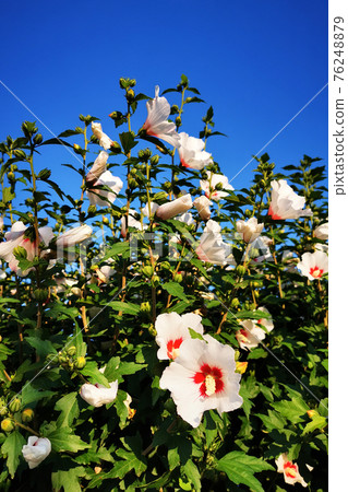 hibiscus flowers and blue sky hibiscus flowers and blue sky 76248879