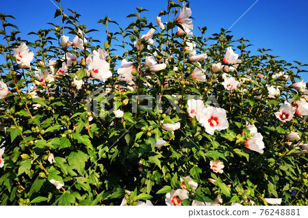 hibiscus flowers and blue sky hibiscus flowers and blue sky 76248881
