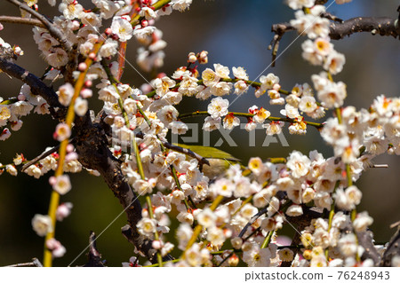 Yuki Shrine, Tsu City, Mie Prefecture, Ume Yuki Shrine, Tsu City, Mie Prefecture, Ume 76248943
