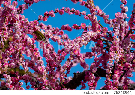 Yuki Shrine, Tsu City, Mie Prefecture, Ume Yuki Shrine, Tsu City, Mie Prefecture, Ume 76248944