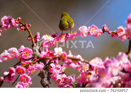 Yuki Shrine, Tsu City, Mie Prefecture, Ume 76248957