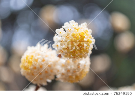 Mitumata花 76249190