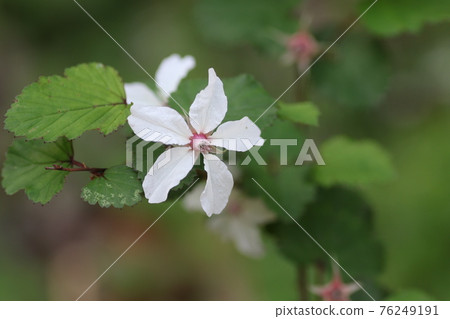 春天盛開的純白色花朵美山尼加草莓 76249191