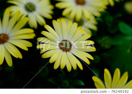 Osteospermum Serenity Lemonade 76249192