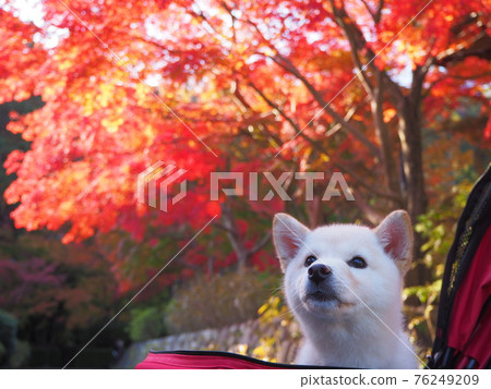 Shiba Inu puppy and autumn leaves 76249209