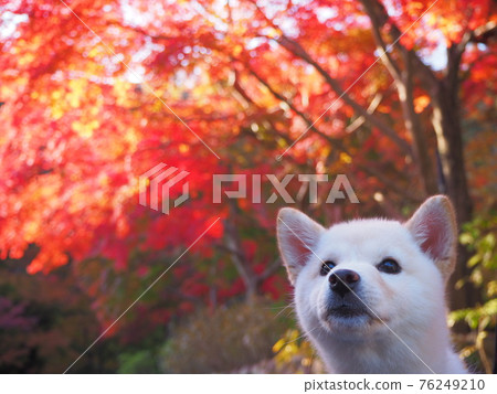 Shiba Inu puppy and autumn leaves 76249210