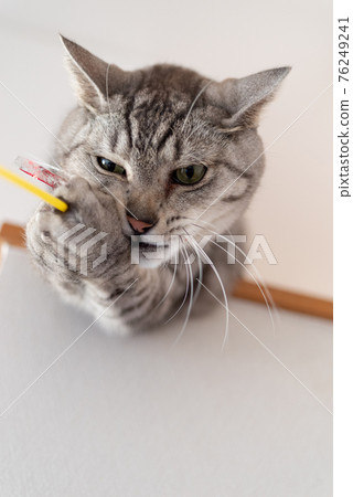 Sabatra cat, a cat that plays with cats Sabatra cat, a cat that plays with cats 76249241