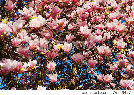 pink magnolia flowers 76249497