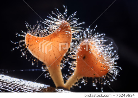 Orange champagne or eyelash cup mushroom, Cookeina tricholoma, with water droplets in tropical forest, macro close-up photography 76249654