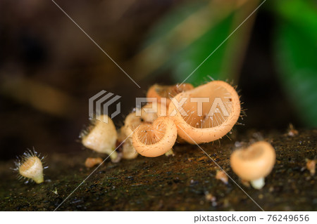 Orange champagne or eyelash cup mushroom, Cookeina tricholoma, with water droplets in tropical forest, macro close-up photography Orange champagne or eyelash cup mushroom, Cookeina tricholoma, with water droplets in tropical forest, macro close-up photography 76249656