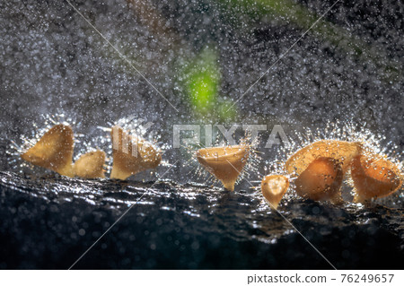Orange champagne or eyelash cup mushroom, Cookeina tricholoma, with sparkling water droplets in tropical forest, macro close-up photography Orange champagne or eyelash cup mushroom, Cookeina tricholoma, with sparkling water droplets in tropical forest, macro close-up photography 76249657
