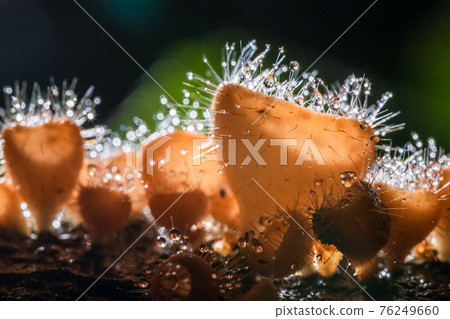 Orange champagne or eyelash cup mushroom, Cookeina tricholoma, with sparkling water droplets in tropical forest, macro close-up photography 76249660