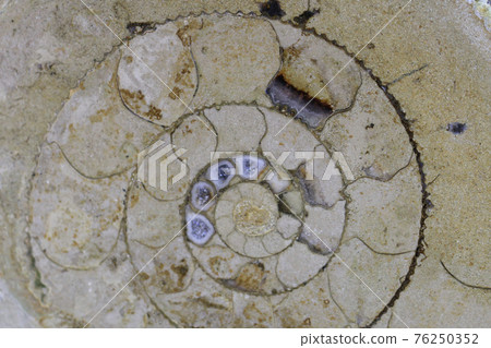 ammonite fossil texture ammonite fossil texture 76250352