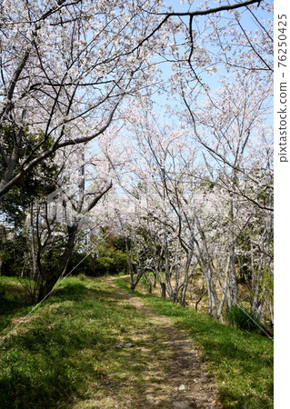 Wakaura: The path of the tide of cherry blossom trees 76250425