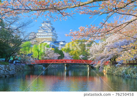 [Hyogo Prefecture] Himeji Castle in fine weather and cherry blossoms in full bloom 76250458