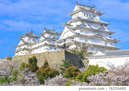 [Hyogo Prefecture] Himeji Castle in fine weather and cherry blossoms in full bloom 76250480